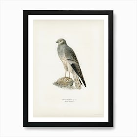 Montagu S Harrier Male (Circus Pygargus), The Von Wright Brothers Art Print