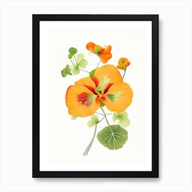 Nasturtium Floral Quentin Blake Inspired Illustration 2 Flower Art Print