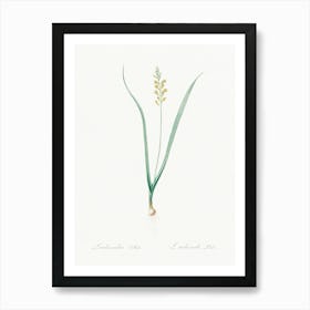 Lachenalia Pallida Illustration From Les Liliacées (1805), Pierre Joseph Redoute Art Print