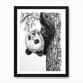 Giant Panda Cub Hanging Upside Down From A Tree Ink Illustration 1 Art Print
