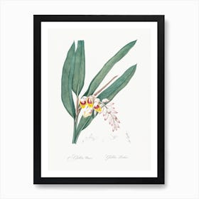 Shellflower, Pierre Joseph Redoute Art Print