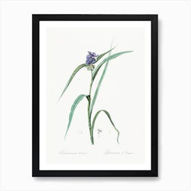 Virginia Spiderwort Illustration From Les Liliacées (1805), Pierre Joseph Redoute Art Print