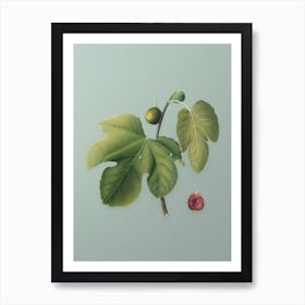 Vintage Briansole Figs Botanical Art on Mint Green n.0980 Art Print