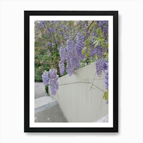 Wisteria Art Print