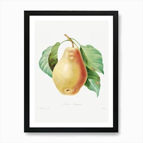 Pear, Pierre Joseph Redoute 2 Art Print
