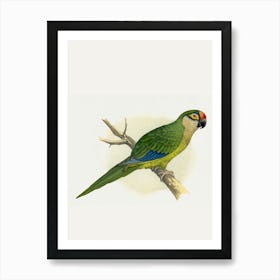 Parrot 2 Art Print