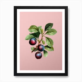 Vintage Cherry Plum Botanical on Soft Pink n.0449 Art Print