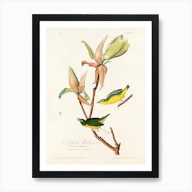 Kentucky Warbler, Birds Of America, John James Audubon Art Print