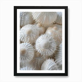 White Sea Urchins Art Print