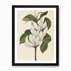 Magnolia Vintage Botanical 3 Flower Art Print