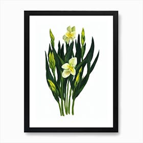 Freesia Flower (Freesia Hybrids) Watercolor Art Print