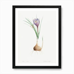 Blue Dutch iris from La Botanique de J. J. Rousseau, Pierre Joseph Redoute Art Print