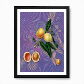 Vintage Peach Botanical Illustration on Veri Peri n.0761 Art Print