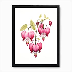 Bleeding Hearts Flower Vintage Botanical 1 Art Print