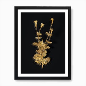 Vintage Spanish Lavender Botanical in Gold on Black n.0278 Art Print