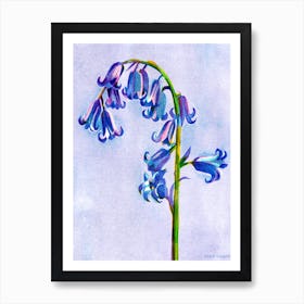 Bluebell Flower Art Print