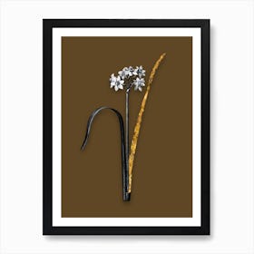 Vintage Cowslip Cupped Daffodil Black and White Gold Leaf Floral Art on Coffee Brown n.0791 Art Print