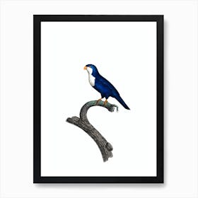 Vintage Arimanon Parakeet Bird Illustration on Pure White Art Print
