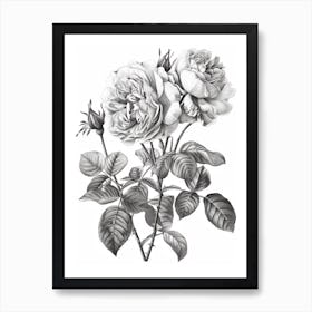 Roses Sketch 1 Art Print