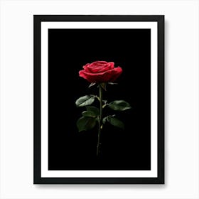 Single Red Rose Isolated On Black Background Art Print