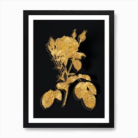 Vintage Double Moss Rose Botanical in Gold on Black n.0342 Art Print