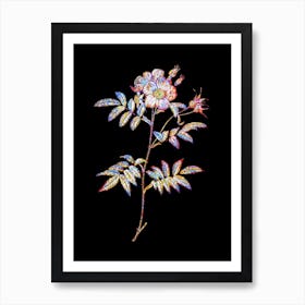 Stained Glass Rosa Redutea Glauca Mosaic Botanical Illustration on Black n.0348 Art Print