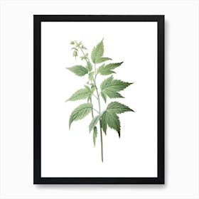 Stinging Nettle Vintage Botanical Herbs 3 Art Print