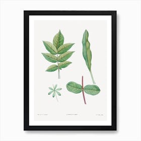 Tree Leaves Set, Pierre Joseph Redoute Art Print