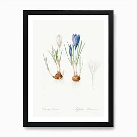 Spring Crocus, Pierre Joseph Redoute Art Print