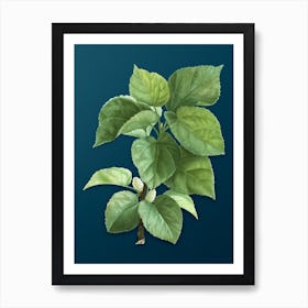 Vintage White Mulberry Plant Botanical Art on Teal Blue n.0682 Art Print