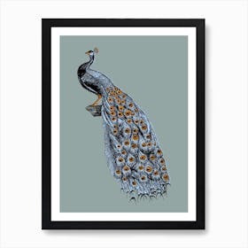 Blue Peacock Art Print