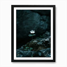 Single Flower In A Rock Art Print