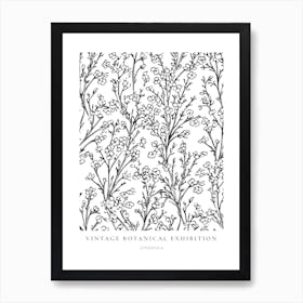 Gypsophila B&W Vintage Botanical Poster Art Print