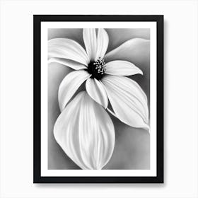 Morning Glory B&W Pencil 2 Flower Art Print