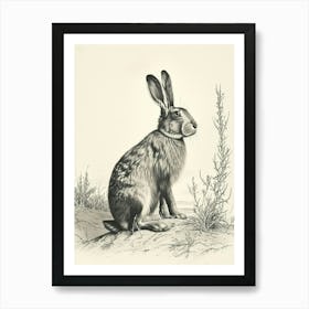 Belgian Hare Drawing 1 Art Print