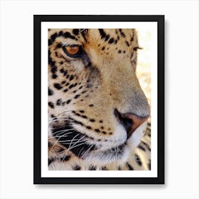 Jaguar Face Art Print