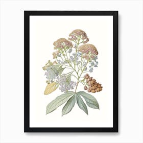 Hydrangea Root Spices And Herbs Pencil Illustration 1 Art Print