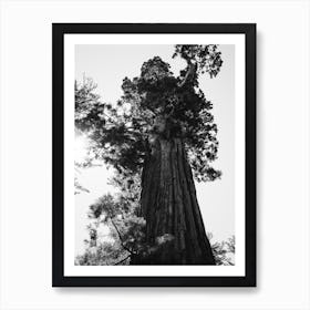 Sequoia National Park IX Art Print