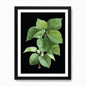 Vintage White Mulberry Plant Botanical Illustration on Solid Black n.0952 Art Print