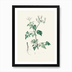 Vintage Botanical John Stephenson and James Morss Churchill Art Print_2731688 Art Print