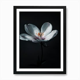 White Flower On Black Background 4 Art Print