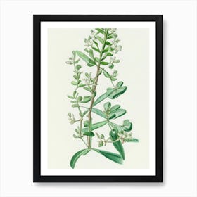 Shepherd'S Purse Herb Pencil Colour Art Print