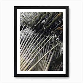 Palm Tree 7 Art Print