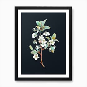 Vintage White Plum Flower Botanical Watercolor Illustration on Dark Teal Blue n.0148 Art Print