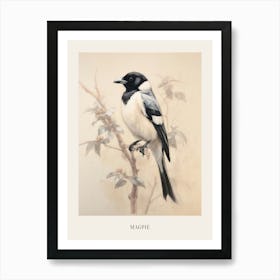 Vintage Bird Drawing Magpie 1 Poster Art Print