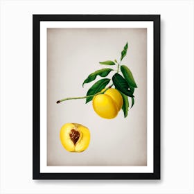 Vintage Yellow Apricot Botanical on Parchment n.0511 Art Print