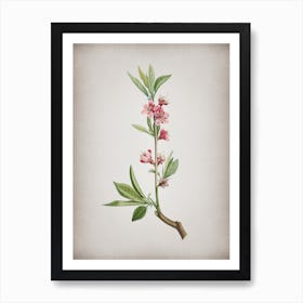 Vintage Pink Flower Branch Botanical on Parchment n.0238 Art Print