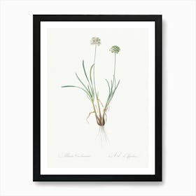 Allium Carolinianum Illustration From Les Liliacées (1805), Pierre Joseph Redoute Art Print