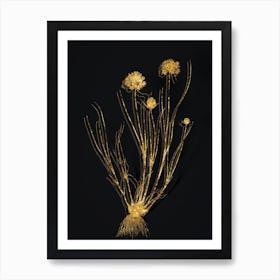 Vintage Allium Globosum Botanical in Gold on Black Art Print