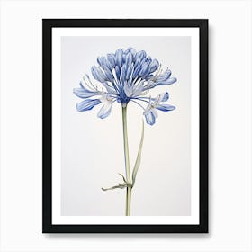 Pressed Flower Botanical Art Agapanthus 1 Art Print